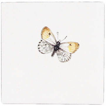Vlinder 8 - 130 x 130