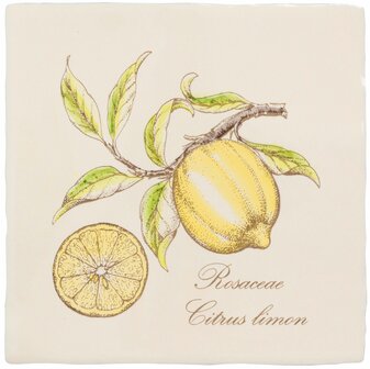 Lemon , 130 x 130 x 10
