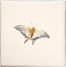 Butterflies Swallowtail 100 x 100