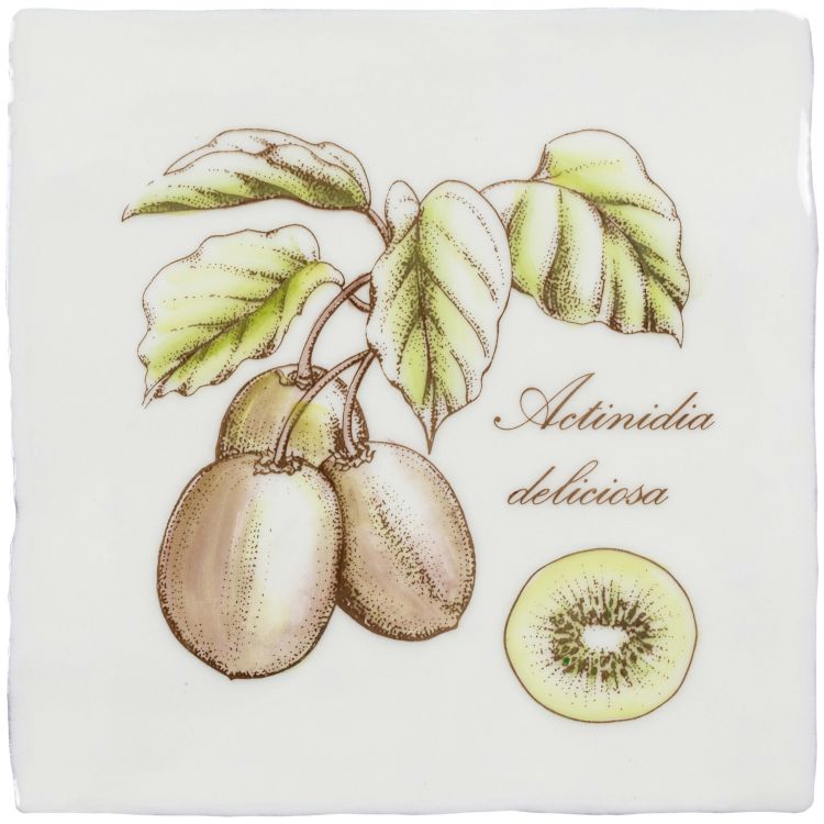 Kiwi 130 x 130