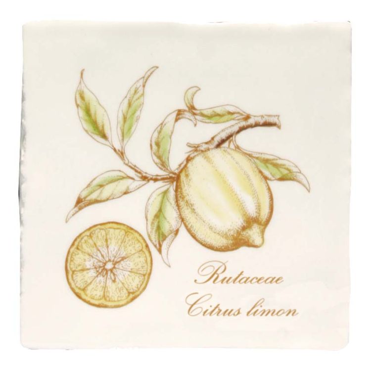 Lemon 130 x 130