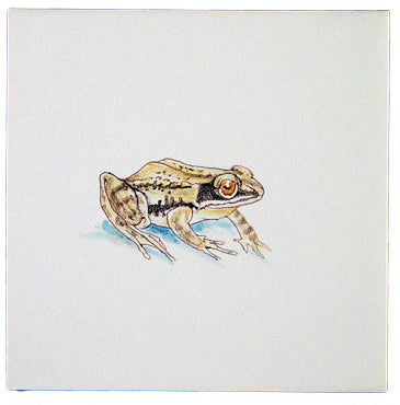 Kikker 1 - 130 x 130