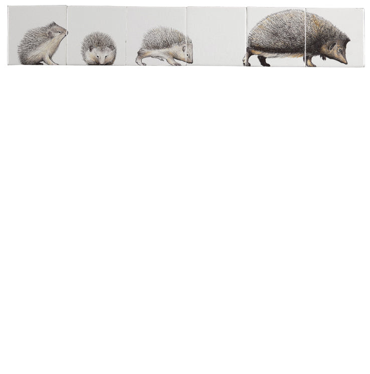 Volwassen Egel met Jongen 130 x 780 x 8